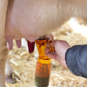 Udder Care