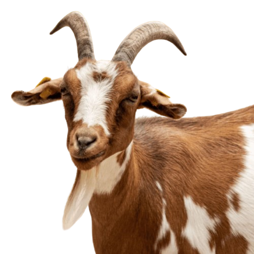 Goat Products – Synergy Animal Products Online Store