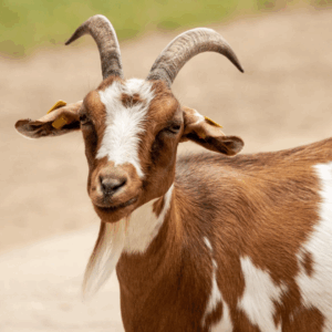 Goat Products