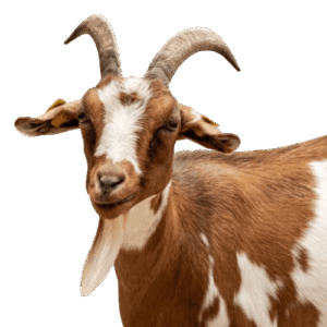 Goat Products