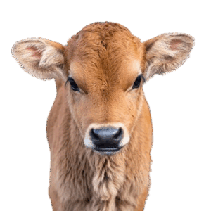 Calf Supplies